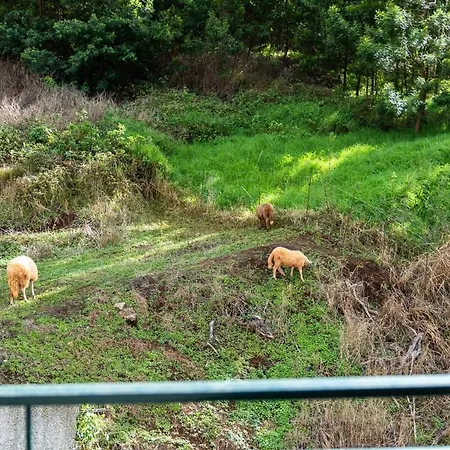 Brisa Do Canico (Madeira)